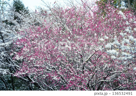 京都嵐山の雪景色 136532491