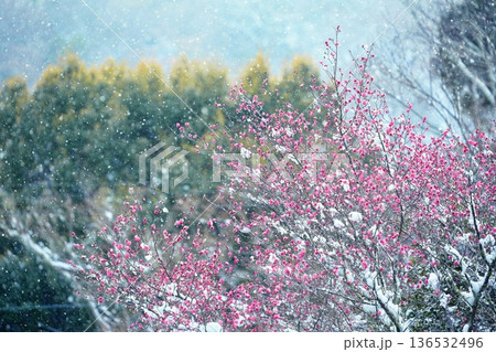 京都嵐山の雪景色 136532496