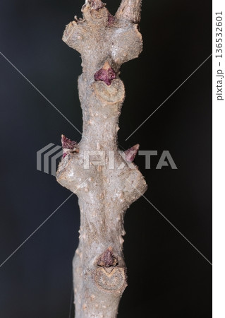 自然 植物 クサギ、二月。冬芽と葉痕が沢山の枝、冬芽は九十度づつずれて生える? 自然 植物 クサギ、二月。冬芽と葉痕が沢山の枝、冬芽は九十度づつずれて生える? 136532601