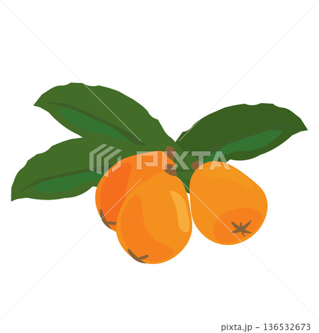 葉っぱとビワのイラスト 葉っぱとビワのイラスト 136532673