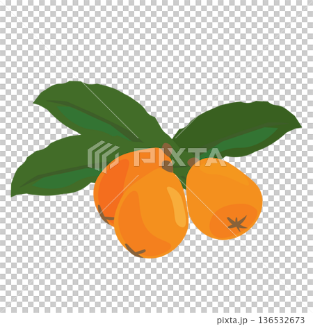Illustration of loquat with leaves 136532673