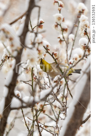 梅の花の蜜を吸うメジロ 梅の花の蜜を吸うメジロ 136532691