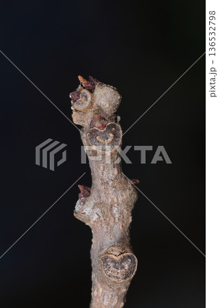 自然　植物　クサギ、ハート形の葉痕。維管束は五から九個ほどで口角が上がった笑い顔 136532798