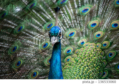 クジャク 136533060