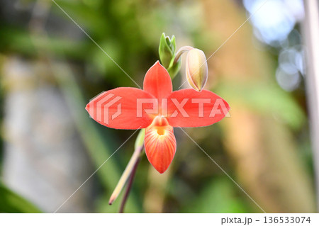フラグミペディウム・ベッセアエ　Phragmipedium besseae 136533074