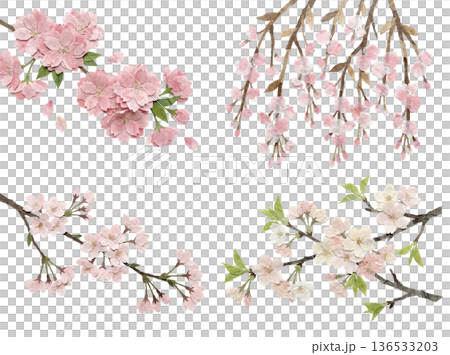 一套四朵用日本紙製作的櫻花，白色背景插圖 136533203
