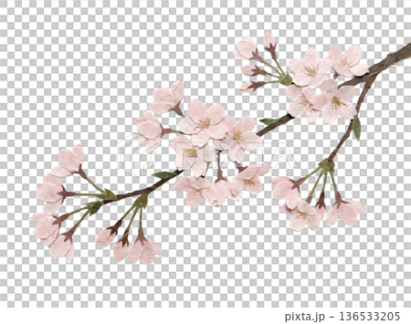 白色背景上的染井吉日本剪紙 136533205