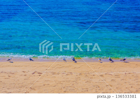 波しぶきと海鳥列 136533381