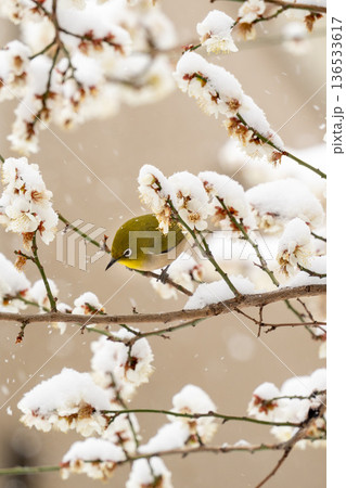 梅の花の蜜を吸うメジロ 136533617