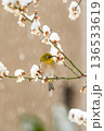 梅の花の蜜を吸うメジロ 136533619