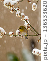 梅の枝に止まるメジロ 136533620