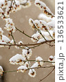 雪が積もる枝 136533621