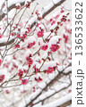 雪が積もる梅の花 136533622