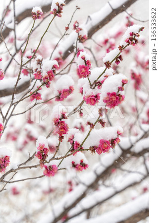 雪が積もる梅の花 雪が積もる梅の花 136533622