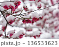 雪が積もる梅の花 136533623