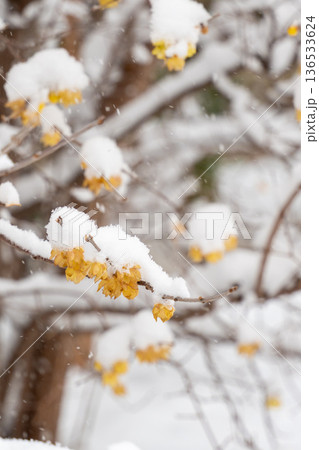 雪をかぶったミツマタ 雪をかぶったミツマタ 136533624