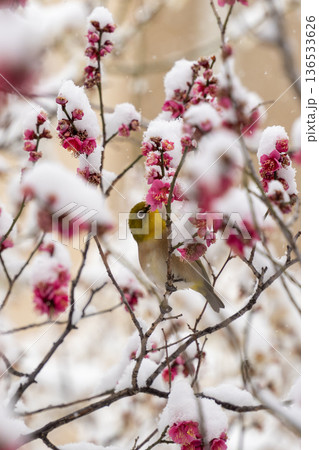 梅の花の蜜を吸うメジロ 梅の花の蜜を吸うメジロ 136533626