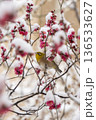 梅の花の蜜を吸うメジロ 136533627