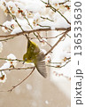 梅の枝に止まるメジロ 136533630