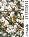 梅の花の蜜を吸うメジロ 136533631