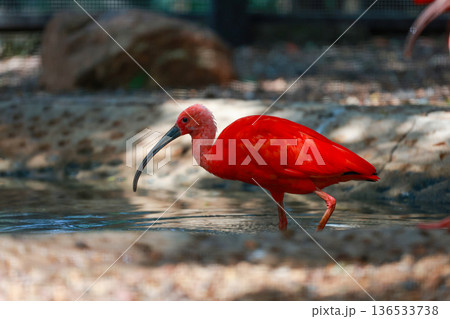 Close up the scarlet ibis is beautiful bird Close up the scarlet ibis is beautiful bird 136533738