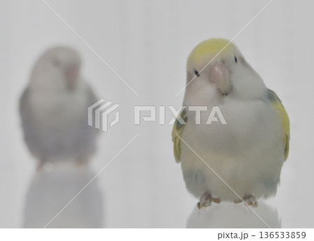 可愛い小鳥 可愛い小鳥 136533859