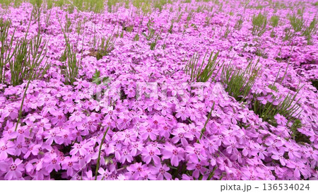 春の公園や庭園で地面一面を覆い尽くすように咲き誇る鮮やかなピンク色の芝桜の絨毯 春の公園や庭園で地面一面を覆い尽くすように咲き誇る鮮やかなピンク色の芝桜の絨毯 136534024