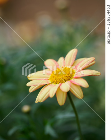 花壇の愛らしいマーガレット 136534453