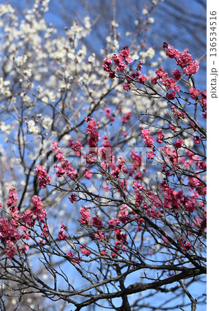 紅白の梅の花 136534516