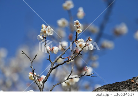 青空に映える梅の花 136534517