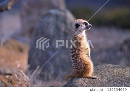 観客の歓声に気をよくするミーアキャット 136534659