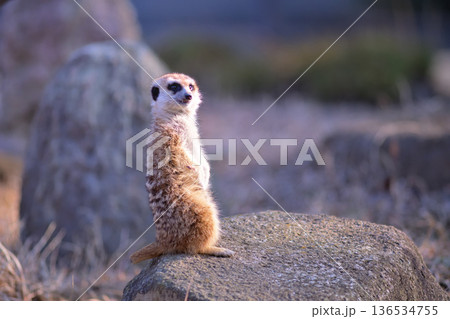 観客に平等に顔を振り向けるミーアキャット 136534755