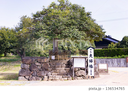 八重垣神社 夫婦椿 連理玉椿 八重垣神社 夫婦椿 連理玉椿 136534765