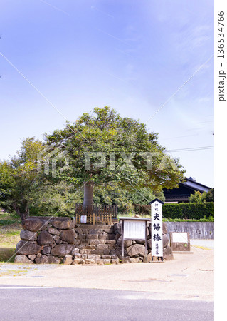 八重垣神社 夫婦椿 連理玉椿 八重垣神社 夫婦椿 連理玉椿 136534766