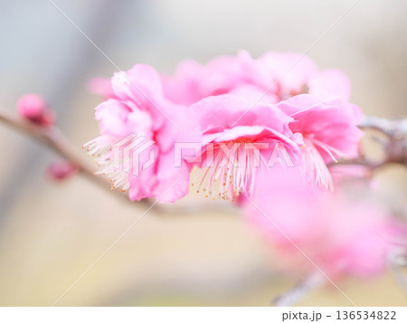神戸岡本の梅林公園の梅の花 神戸岡本の梅林公園の梅の花 136534822