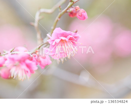 神戸岡本の梅林公園の梅の花 136534824