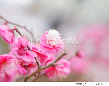 神戸岡本の梅林公園の梅の花 神戸岡本の梅林公園の梅の花 136534826