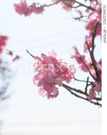 神戸岡本の梅林公園の梅の花 神戸岡本の梅林公園の梅の花 136534832