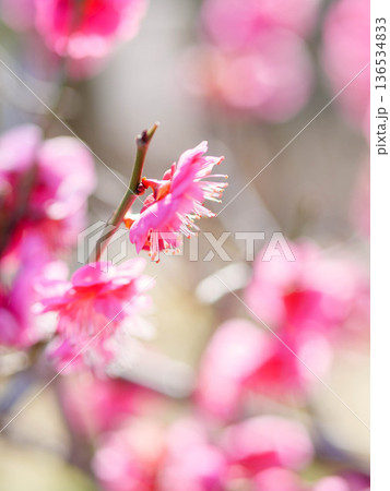 神戸岡本の梅林公園の梅の花 神戸岡本の梅林公園の梅の花 136534833