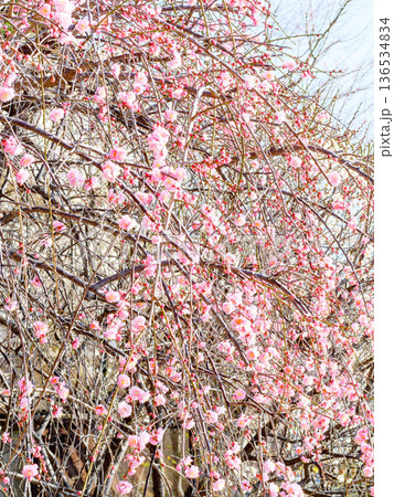 神戸岡本の梅林公園の梅の花 136534834