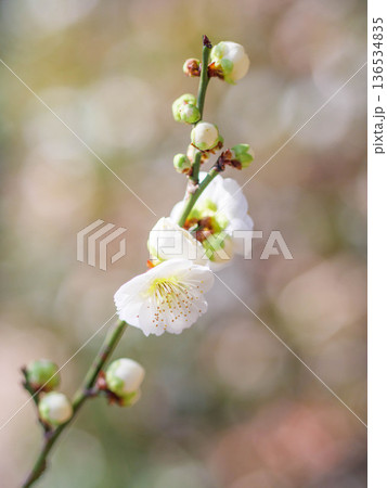 神戸岡本の梅林公園の梅の花 136534835