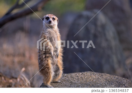 これでどうだと、立ち上がって歓声を促すミーアキャット 136534837