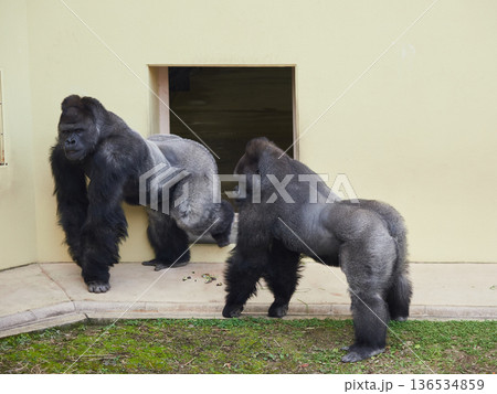 冬の名古屋市の東山動物園のゴリラの様子 136534859