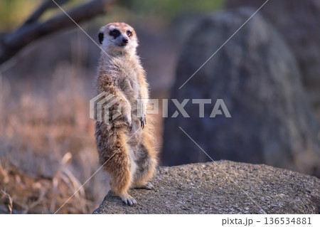 立ち上がって観客を沸かせるミーアキャット 136534881