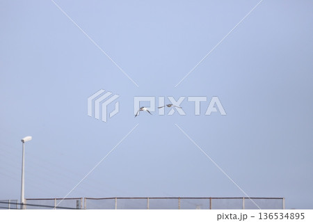 飛んでいくカワアイサの番 136534895