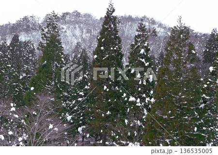 雪を纏った木々と山 雪を纏った木々と山 136535005