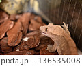 コオロギを食べるクレステッドゲッコー 136535008