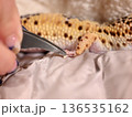 レオパの脱皮不全の指の皮を取ってあげる 136535162