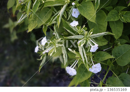 11月晩秋の夕方、野に咲いた白いオシロイバナの花 136535169