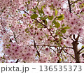 満開の桜の木 136535373